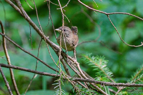 Zaunkönig (Jungvogel)