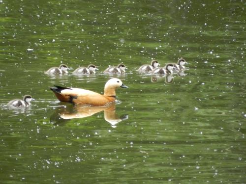 Rostgans (Jungvogel)