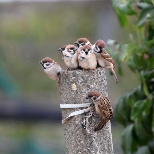 Feldsperling (Jungvogel)