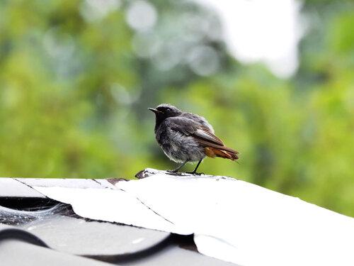 Hausrotschwanz (Jungvogel)