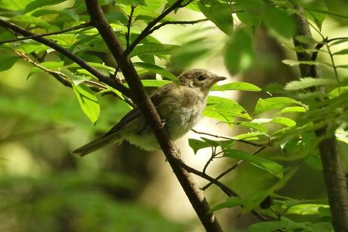 Gartengrasmücke (Jungvogel)