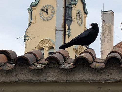 Rabenkrähe