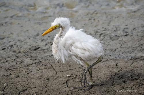 Silberreiher (Jungvogel)