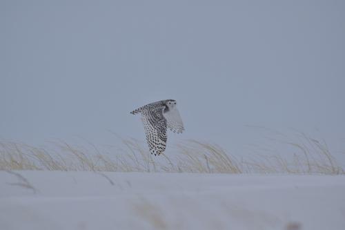 Schneeeule