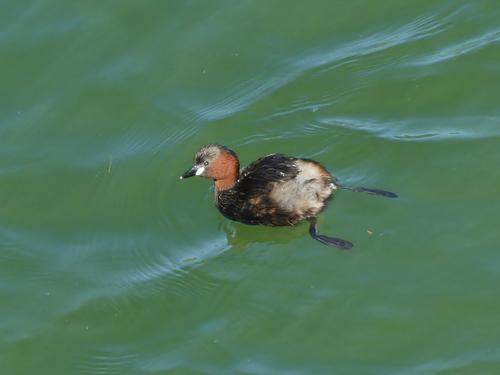 Zwergtaucher (Jungvogel)