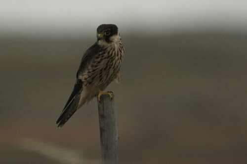 Baumfalke (Jungvogel)