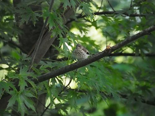Trauerschnäpper (Jungvogel)