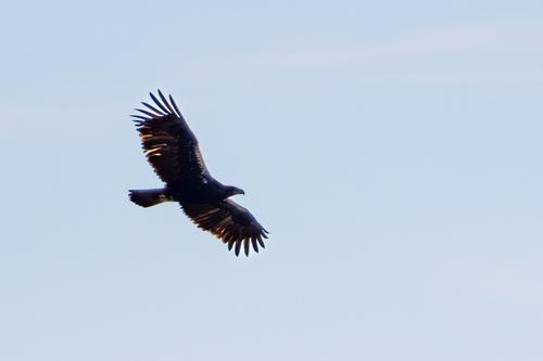 Iberienadler