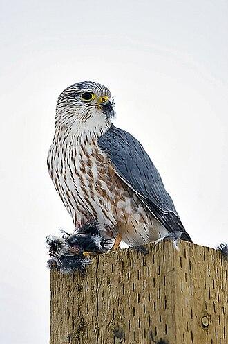Merlin