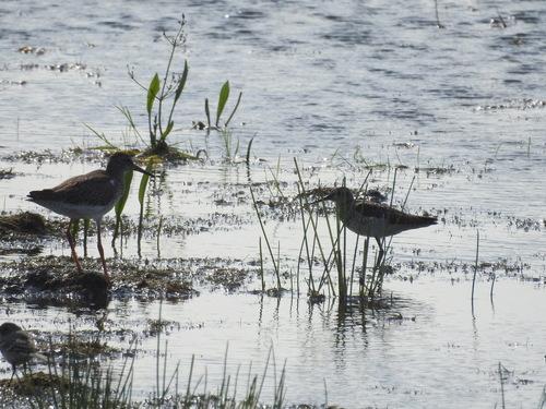 Rotschenkel (Jungvogel)