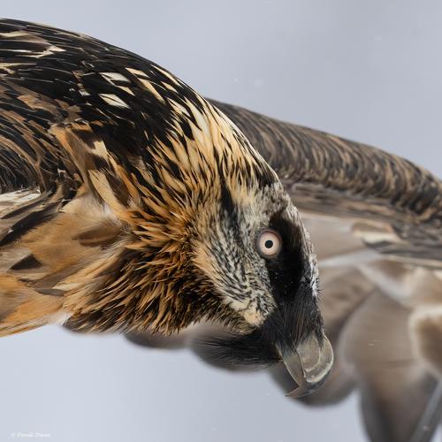 Bartgeier (Jungvogel)