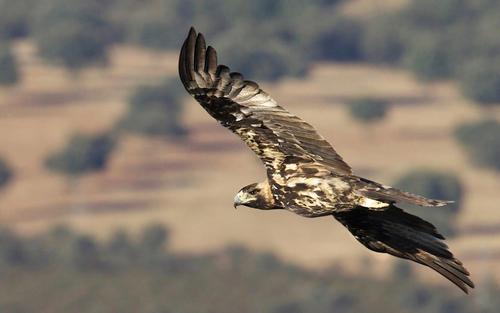 Iberienadler