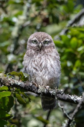 Steinkauz (Jungvogel)
