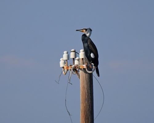 Kormoran