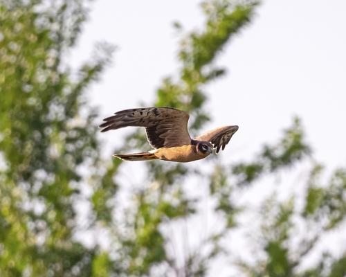Steppenweihe (Jungvogel)