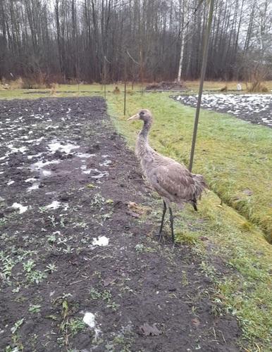 Kranich (Jungvogel)