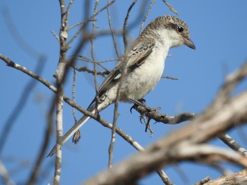 Maskenwürger (Jungvogel)