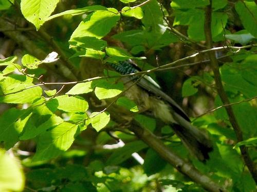 Eichelhäher (Jungvogel)