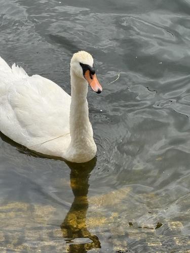Höckerschwan