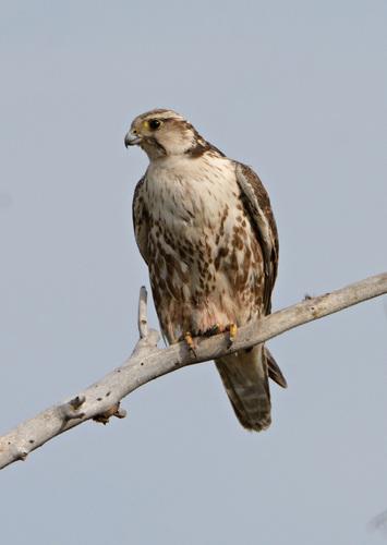 Würgfalke
