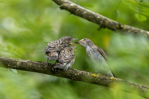 Grauschnäpper (Jungvogel)