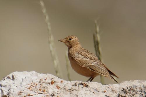 Ohrenlerche (Jungvogel)