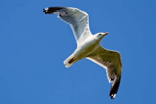 Armenienmöwe