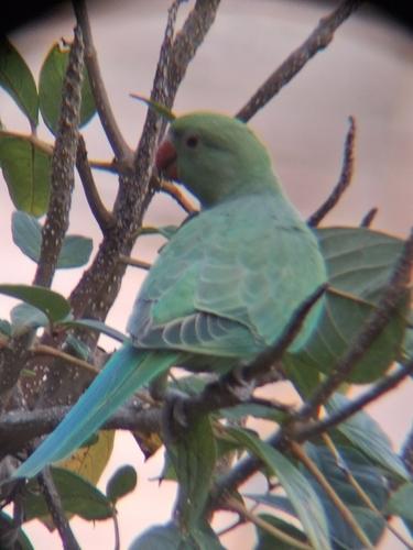 Halsbandsittich (Jungvogel)