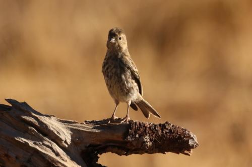 Girlitz (Jungvogel)