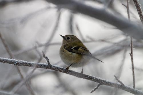 Wintergoldhähnchen