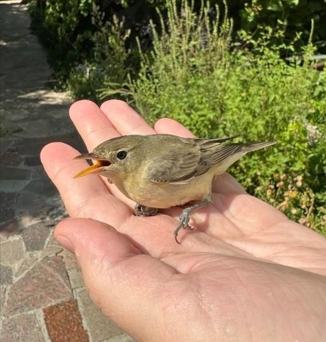 Gelbspötter (Jungvogel)