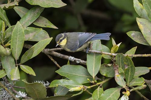 Kanarenmeise (Jungvogel)