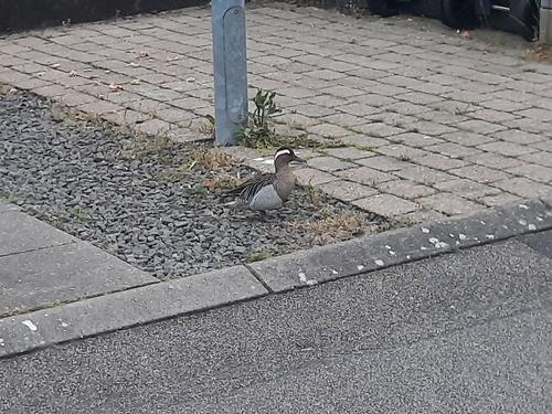 Knäkente (Jungvogel)