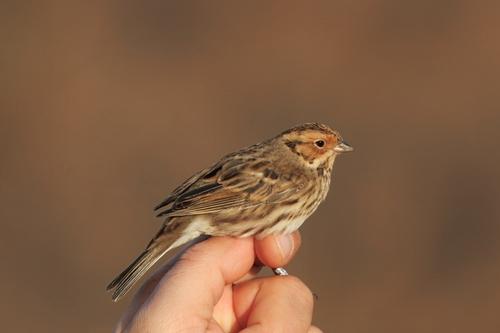 Zwergammer (Jungvogel)