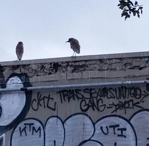 Nachtreiher (Jungvogel)