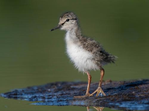 Terekwasserläufer (Jungvogel)