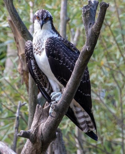 Fischadler (Jungvogel)