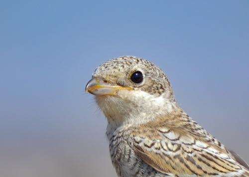 Rotkopfwürger (Jungvogel)