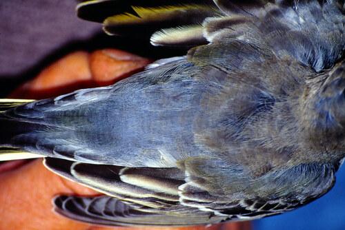 Zitronenstelze (Jungvogel)