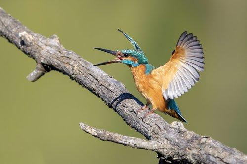 Eisvogel