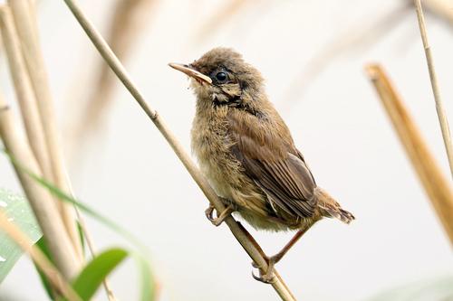 Teichrohrsänger (Jungvogel)