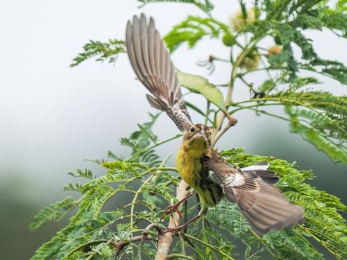 Weidenammer (Jungvogel)