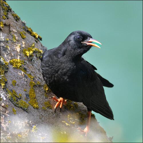 Alpenkrähe (Jungvogel)