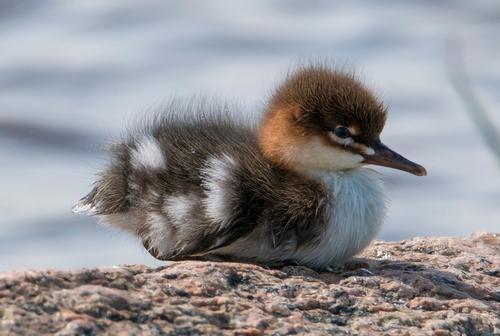 Mittelsäger (Jungvogel)