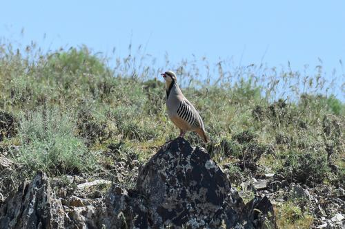 Chukarhuhn
