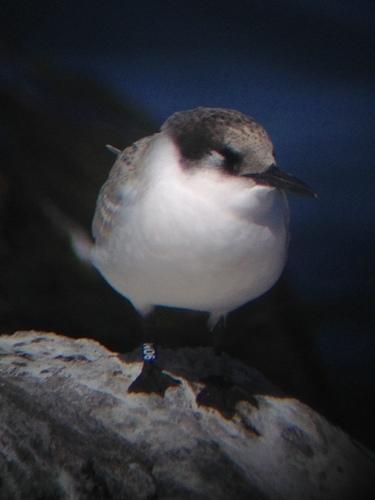 Rosenseeschwalbe (Jungvogel)