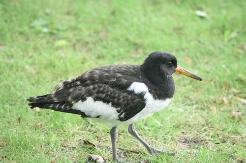Austernfischer (Jungvogel)