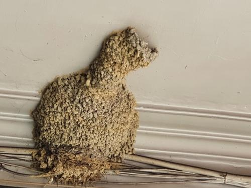 Rötelschwalbe (Jungvogel)