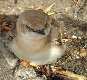 Isabellsteinschmätzer (Jungvogel)