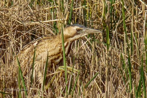 Rohrdommel (Jungvogel)